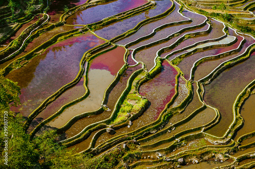 Yuanyang Honghe Hani Reisterrassen Rice terraces paddies Yunnan China