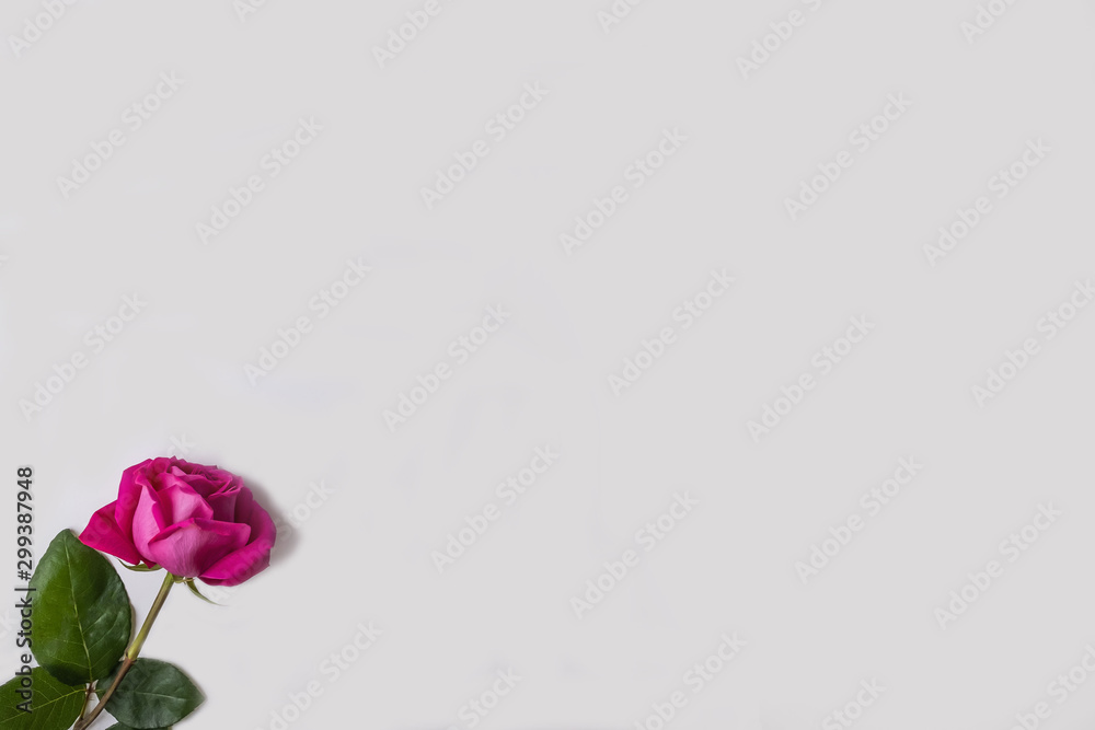 Small pink rose with green leaves on a white background. Small pink rose with green leaves on a white background.