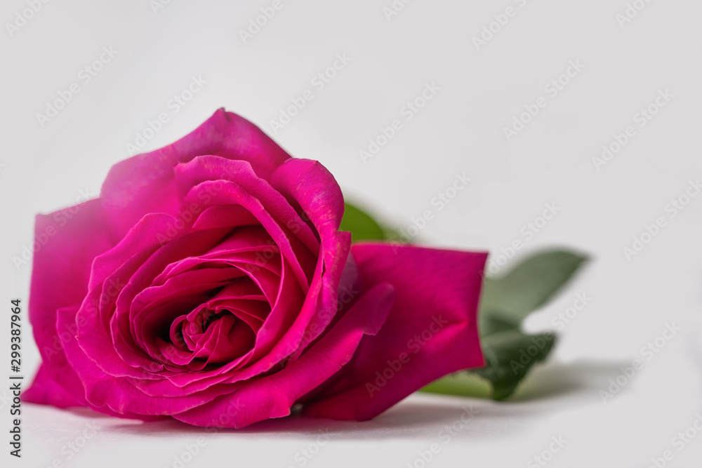 Bud of a bright pink blooming rose on a white background. Bud of a bright pink blooming rose on a white background.