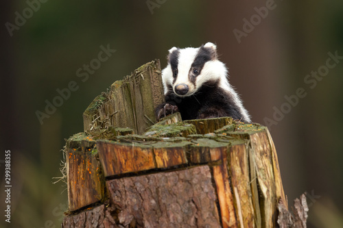 Canvastavla European badger (Meles meles) is a species of badger in the family Mustelidae an