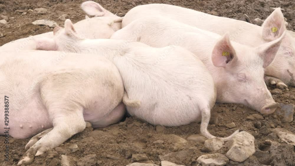 a group of pigs enjoy the day a group of pigs enjoy the day