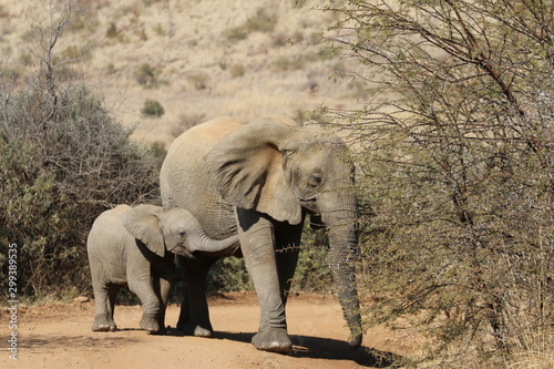 Elefant mother with baby Pilanesberg South Africa