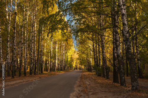 Birch alley in the old part of the city in autumn  Yoshkar-Ola ciy