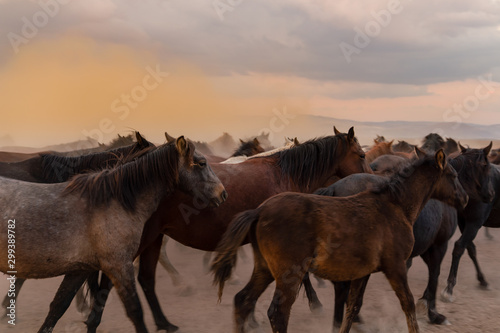Closeup of horses and in cloud of dust in evening