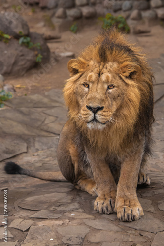 Lion is a large predatory strong and beautiful cat with a magnificent mane of hair.