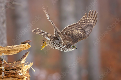 Northern goshawk (Accipiter gentilis) is a medium-large raptor in the family Accipitridae, which also includes other extant diurnal raptors, such as eagles, buzzards and harriers. photo