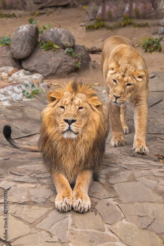 Male and his wife.  King and queen  Lion is a large predatory strong and beautiful cat with a magnificent mane of hair.