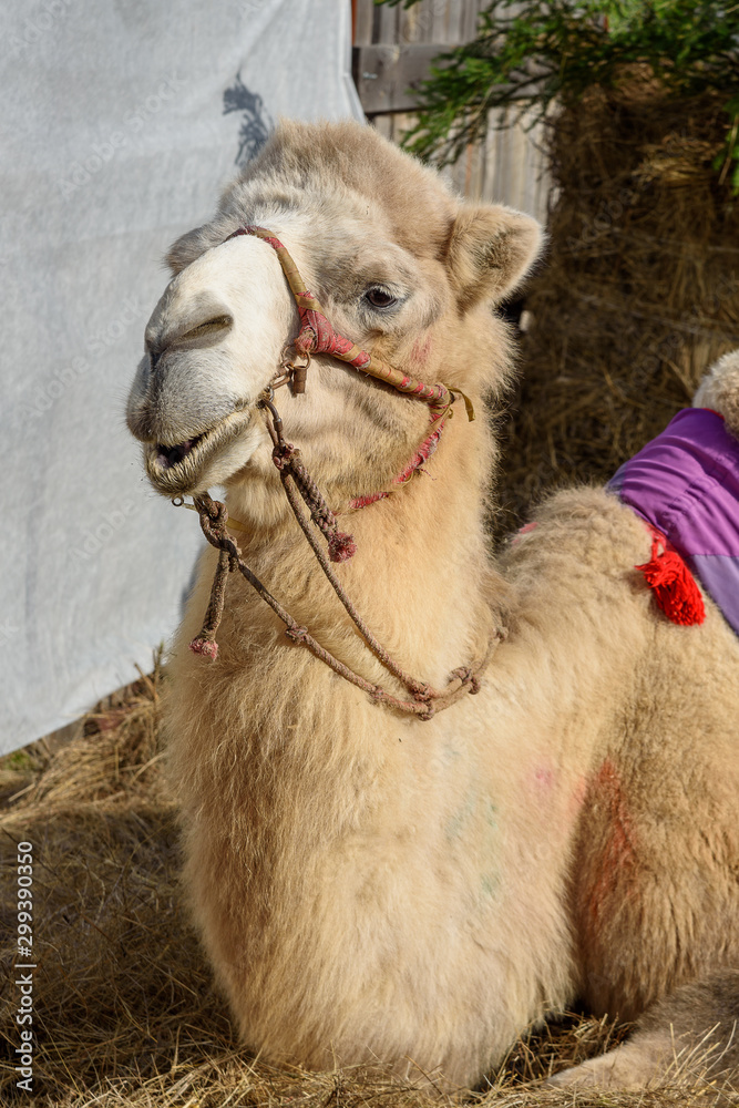 Obraz premium Bactrian camel lies on hay