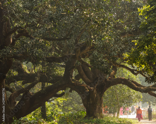 Murshidabad, West Bengal/India - January 17 2018: The big trees in the mango orchards of the Kathgola Palace. photo