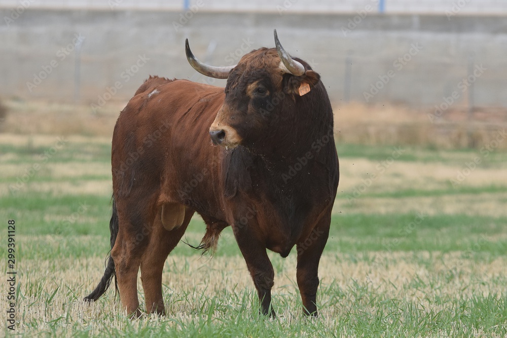 Spanish brave bull Spanish brave bull