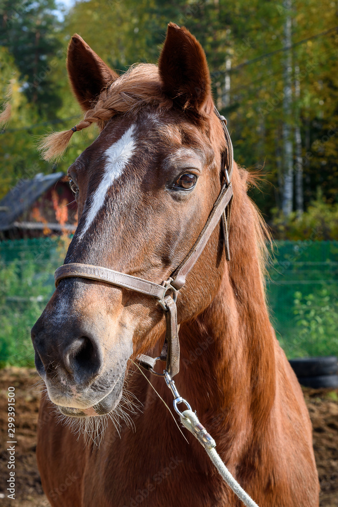 Chestnut horse with pigtails Chestnut horse with pigtails