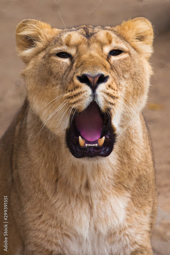 Portrait full face closeup ajar jaws. Lioness is a large predatory strong and beautiful African cat. Portrait full face closeup ajar jaws. Lioness is a large predatory strong and beautiful African cat.