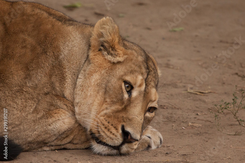  lioness tiredly lowered her head to the ground, smart but tired cat eyes wanting to take a nap, romantic pose of a big predatory cat, a symbol of a successful but tired woman in business.