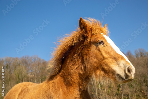Foal of draft horse in countryside