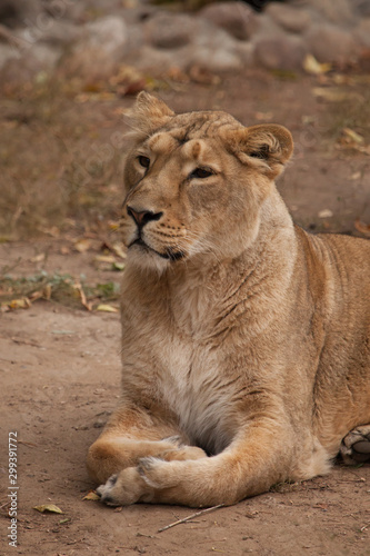 looks inquiringly. Lioness is a large predatory strong and beautiful African cat.