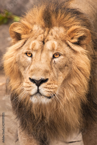 Lion is a large predatory strong and beautiful cat with a magnificent mane of hair. © Mikhail Semenov