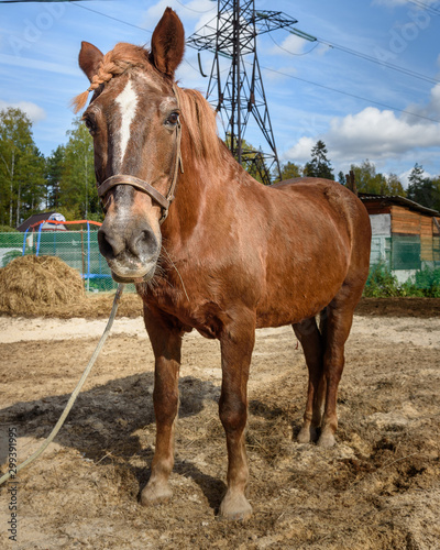 Chestnut horse with pigtails