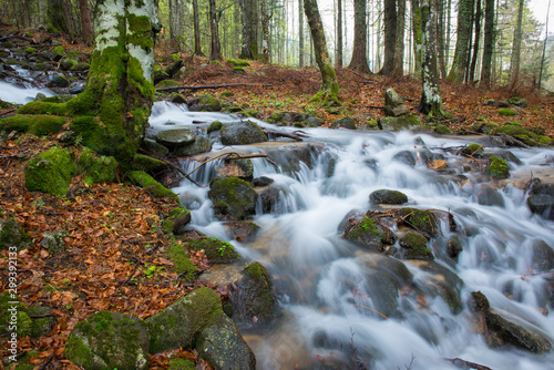 Fototapeta Naklejka Na Ścianę i Meble -  Beautiful creek in autumn forest, moss covered trees and rocks