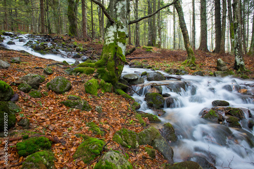 Beautiful creek in autumn forest, moss covered trees and rocks
