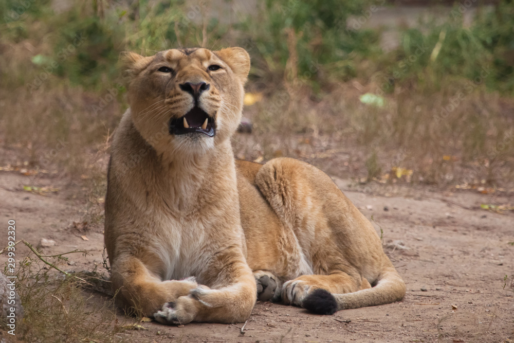 Mouth ajar in the roar, imposingly lies. Lioness is a large predatory strong and beautiful African cat. Mouth ajar in the roar, imposingly lies. Lioness is a large predatory strong and beautiful African cat.