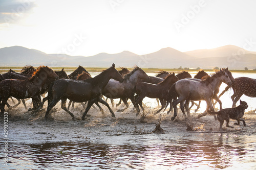 Yilki Horses Running in Water  Kayseri  Turkey