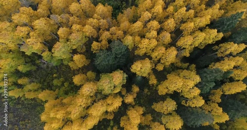 Aerial looking straight down at aspen trees in the fall