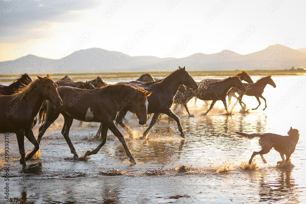 Fototapeta premium Yilki Horses Running in Water, Kayseri, Turkey