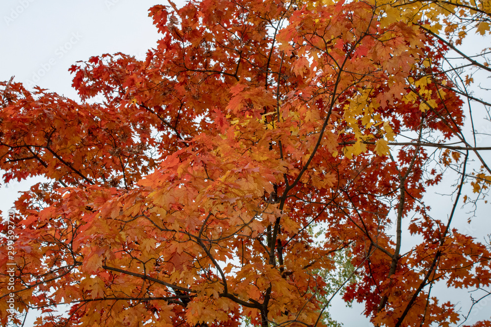 Burgundy maple leaves in the early autumn morning at sunrise Burgundy maple leaves in the early autumn morning at sunrise