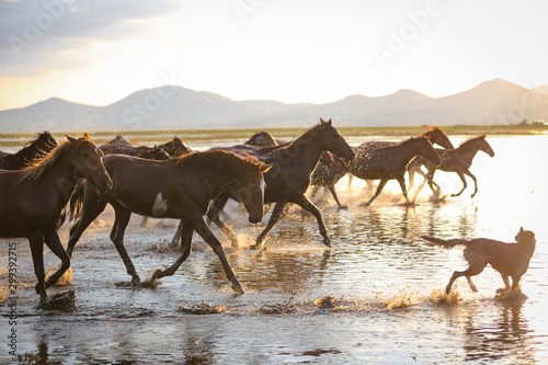 Yilki Horses Running in Water  Kayseri  Turkey