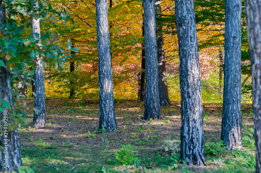 Obraz premium Bright colorful autumn forest. Picturesque nature