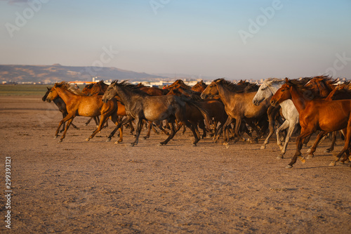 Yilki Horses Running in Field  Kayseri  Turkey