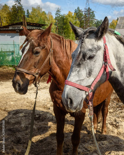Dappled gray and Chestnut horses with pigtails