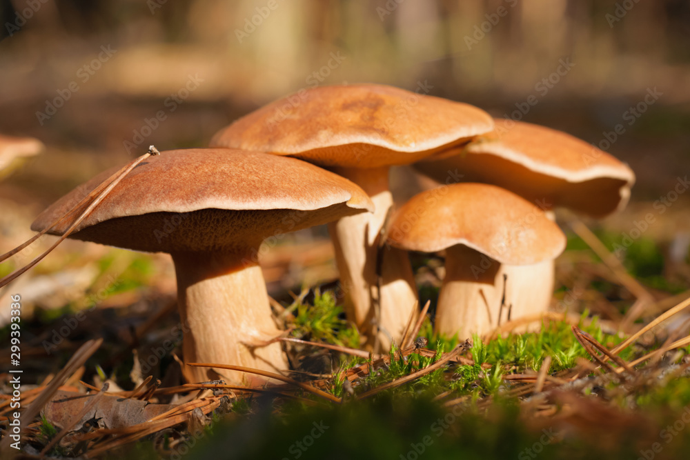 A group of forest edible fungi of the genus Xerocomus in a natural habitat A group of forest edible fungi of the genus Xerocomus in a natural habitat