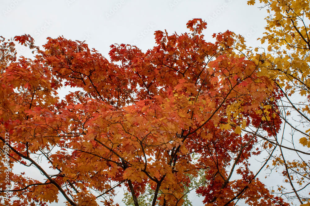 Maple tree with burgundy leaves in the early autumn morning at sunrise Maple tree with burgundy leaves in the early autumn morning at sunrise