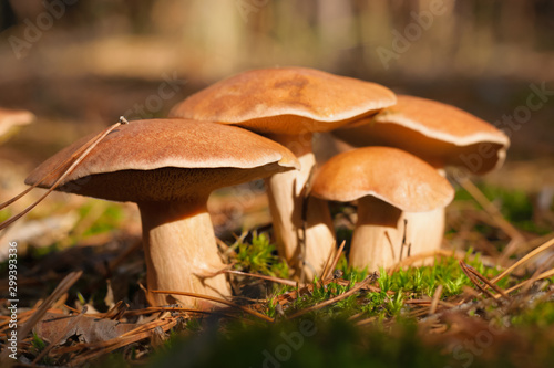 A group of forest edible fungi of the genus Xerocomus in a natural habitat