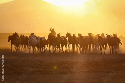 Yilki Horses Running in Field  Kayseri  Turkey