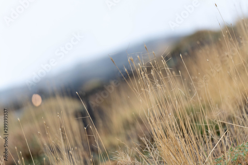 Unusual Landscape and Plants Growing on Side of Volcano