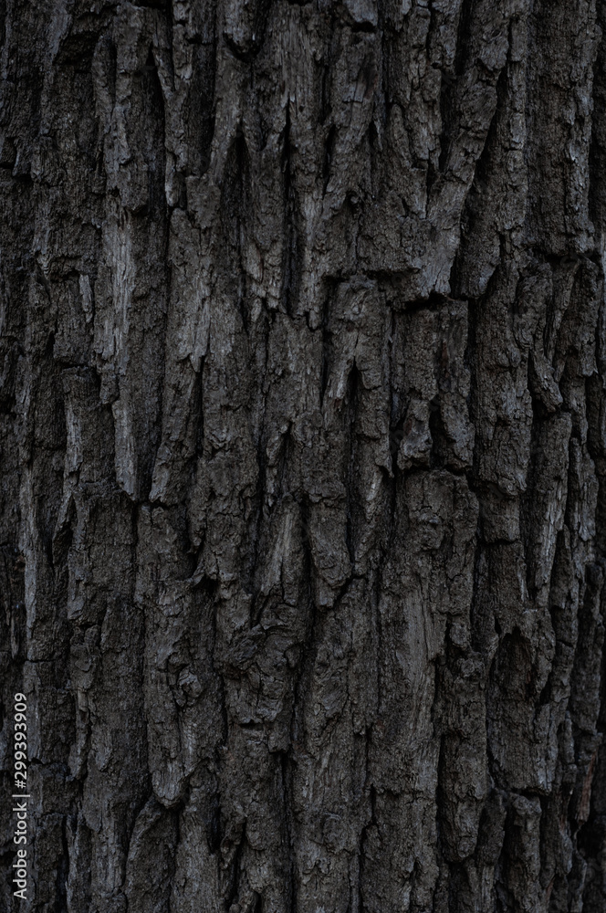 Rough old tree bark. Large texture gray bark. Rough old tree bark. Large texture gray bark.