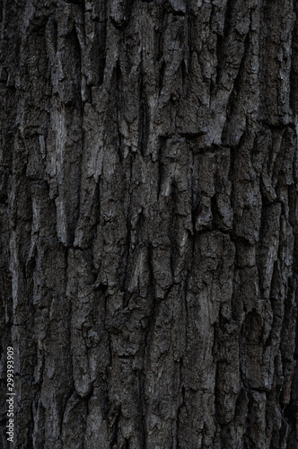 Rough old tree bark. Large texture gray bark.