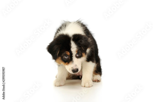 Studio shot of an adorable Australian shepherd puppy