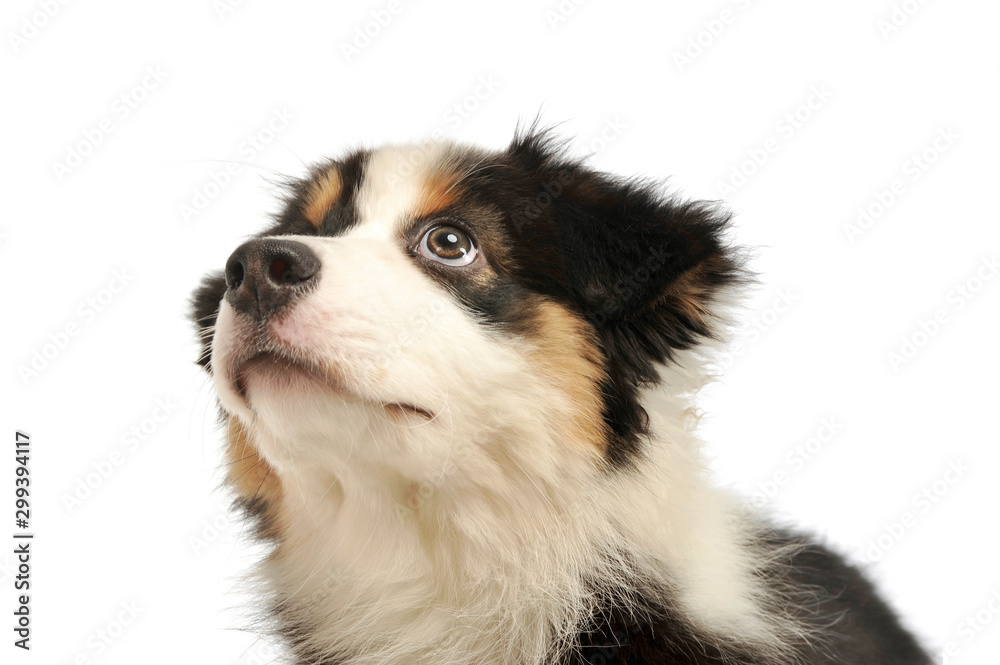 Portrait of an adorable Australian shepherd puppy