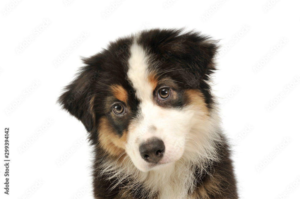 Portrait of an adorable Australian shepherd puppy - obrazy, fototapety, plakaty 