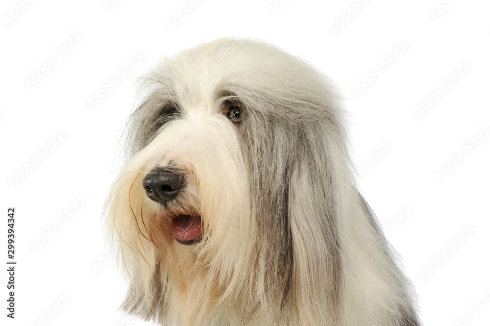 Portrait of an adorable bearded collie