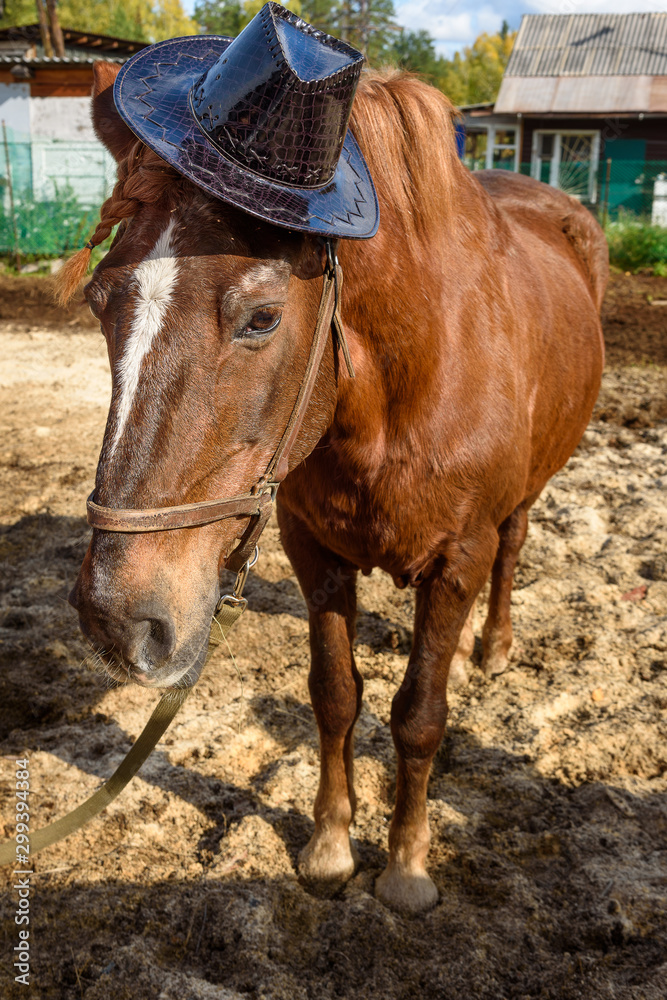 Chestnut horse in hat