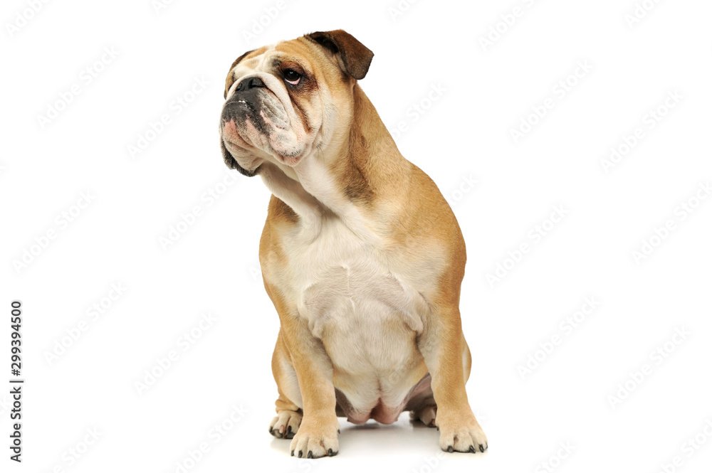 Fototapeta premium Studio shot of an adorable English bulldog