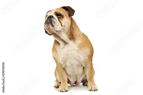 Studio shot of an adorable English bulldog