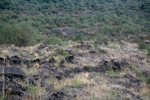 Unusual Landscape and Plants Growing on Side of Volcano