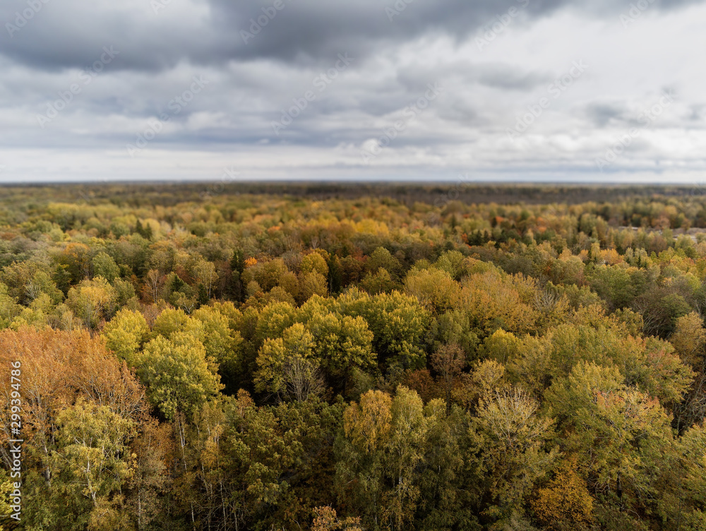 Aerial drone view on a big green forest and blue cloudy sky. Selective focus, Jurmala region of Latvia.