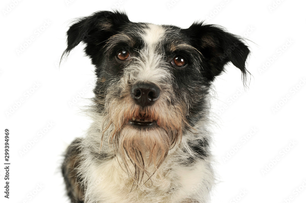 Portrait of an adorable mixed breed dog