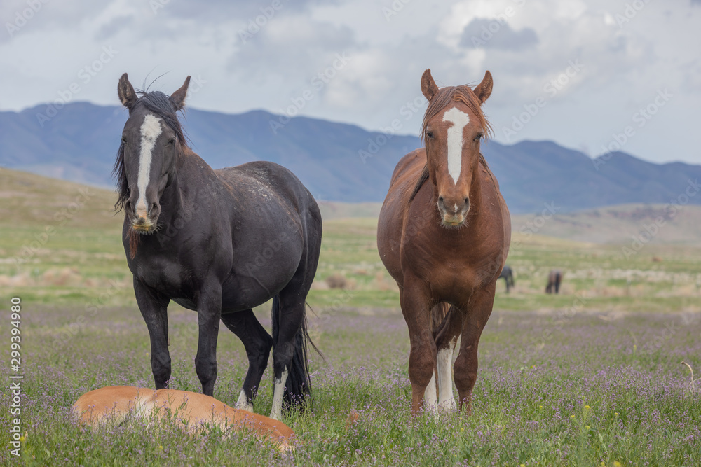 Wild Horses in Spring int he Utah Desert Wild Horses in Spring int he Utah Desert